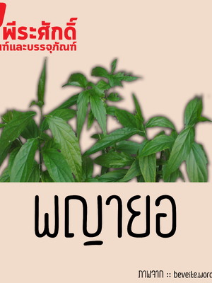 สารสกัดพญายอ 25 ml