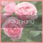 # น้ำหอมกลิ่นกุหลาบ