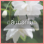# # น้ำหอม กลิ่นโมก