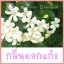 น้ำหอมกลินดอกแก้ว