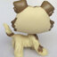 สุนัข Collie โทนสีน้ำตาล # 2210